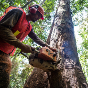 Cutting Family Trees